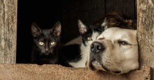 Black Pets