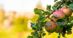 Danish Fruit Farms