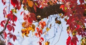 November Heat