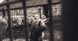 Secret Footage Exposes Shocking Abuse at Pig Farm