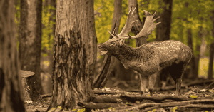 Skinned Deer and Gunshots Terrorize Danish Town