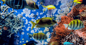 Tropical Fish Now Breeding in Danish Waters