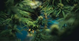 Cannabis