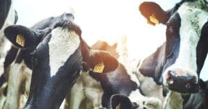 Danish Cows