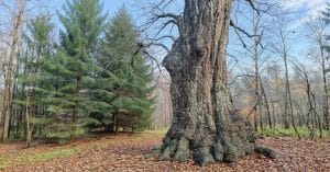 Mystery Tree Vandals Strike Across Denmark