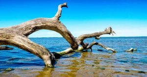 Old Tree