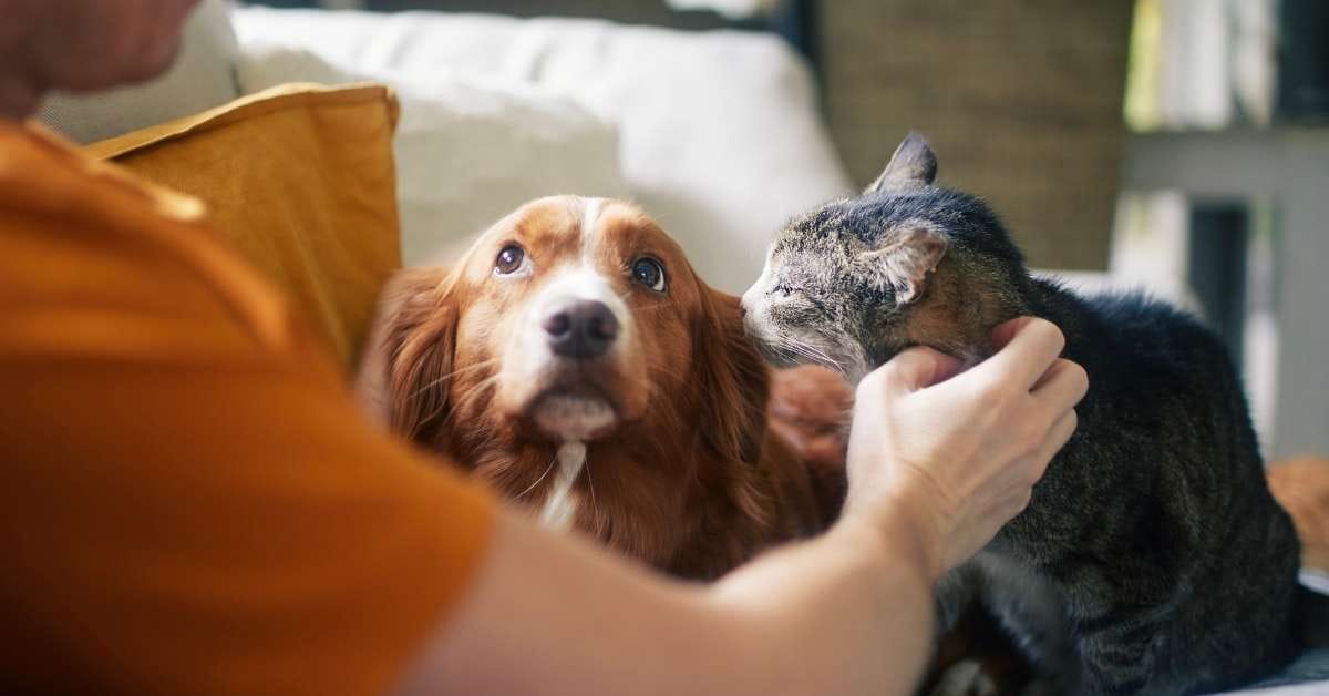 The Danish Dream The Danish Dream