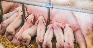 Pig Boss Bombarded With Threats After TV Exposé Pig Boss Bombarded With Threats After TV Exposé