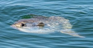 Sea Giant Sparks Climate Change