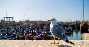 Seagull