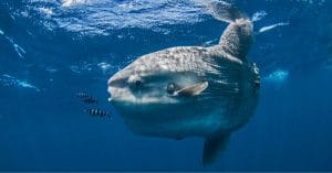 Sunfish
