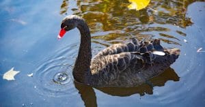The Black Swan