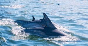 dolphins