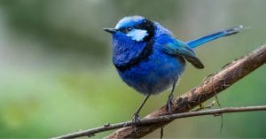 Rare Southern Bird
