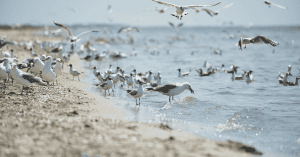 Thousands of Seabirds Found Dead on Danish Shores