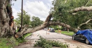 fallen tree cut over road
