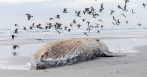 Exploding Whale Warning Draws Thousands to Beach Exploding Whale Warning Draws Thousands to Beach