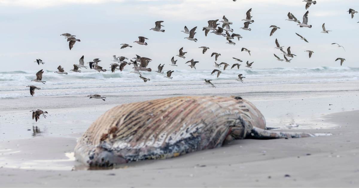 Exploding Whale Warning Draws Thousands to Beach Exploding Whale Warning Draws Thousands to Beach