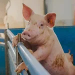 Denmark’s Pig Scandal: 25,000 Daily Deaths Exposed
