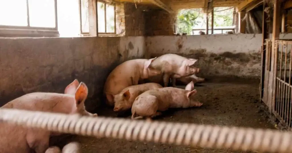 danish pig stall porc production