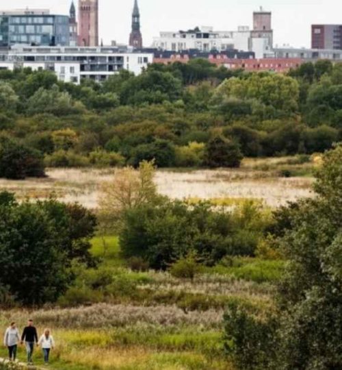 Amager Fælled