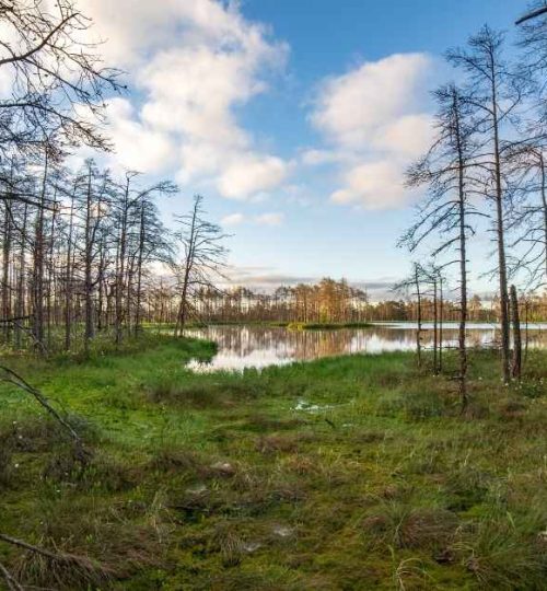 Nature Restoration