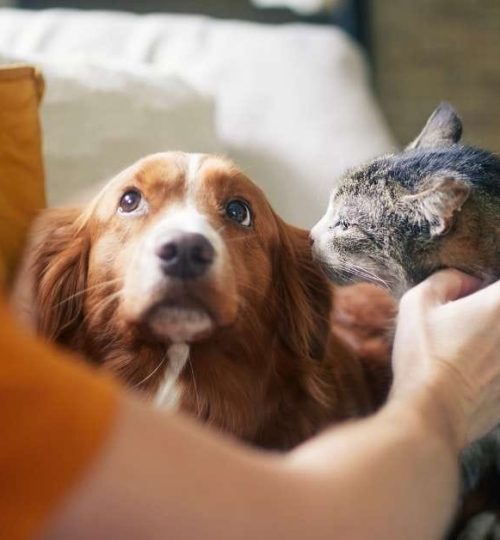Pets Pet Owner Cats Cat Dog Dogs Animal