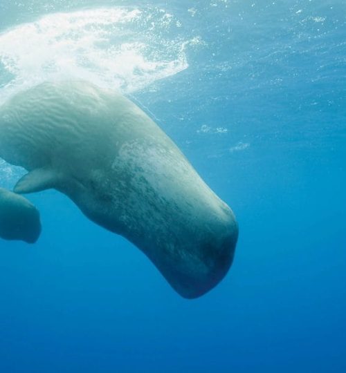 Sperm Whale