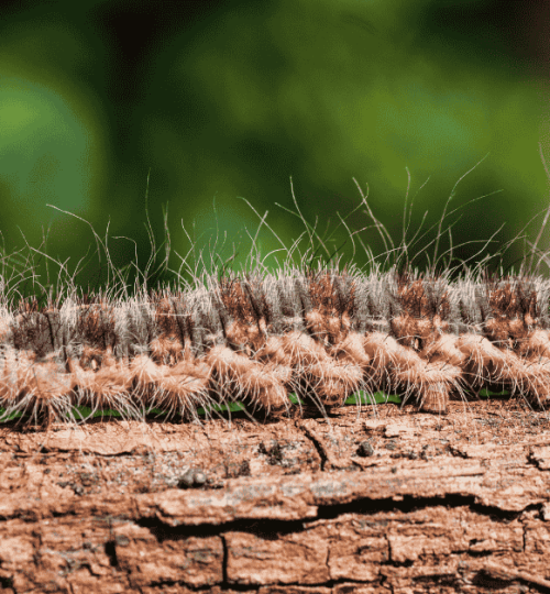 Caterpillar from Hell