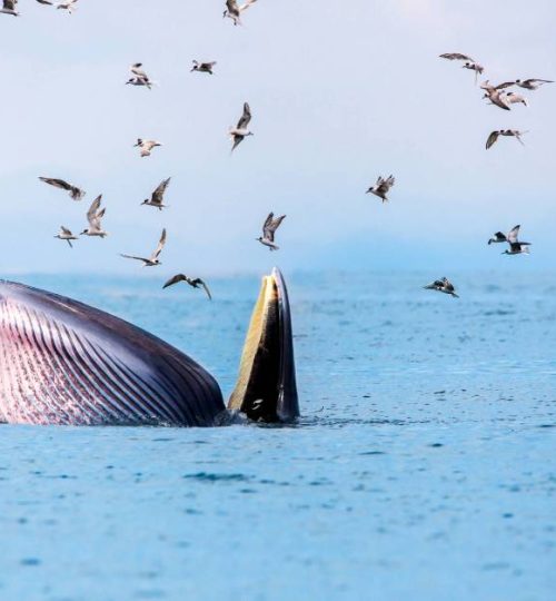 Whale’s Jaw Removed