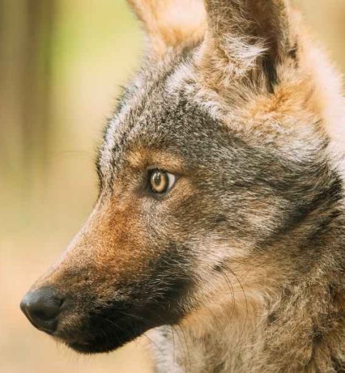 Killing of Wolf