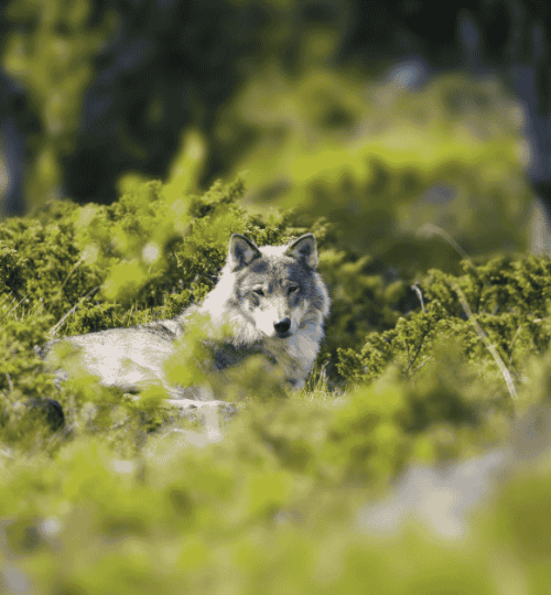Shoot Wolves