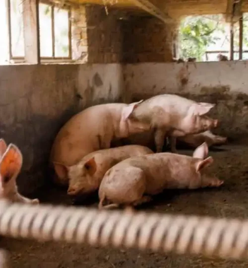 danish pig stall porc production